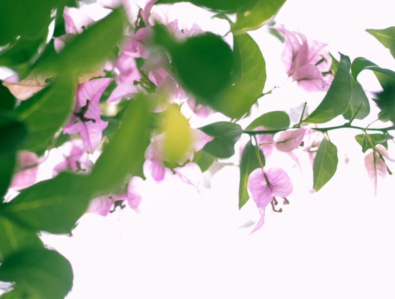 PRIMAVERA ROSA 1