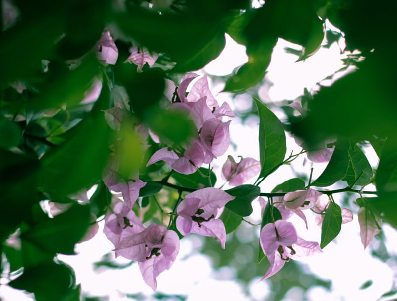 PRIMAVERA ROSA 2