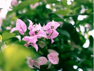 PRIMAVERA ROSA 3