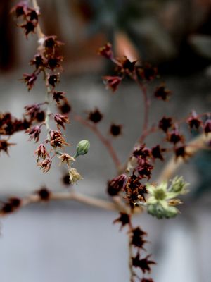 FLORES E DETALHES