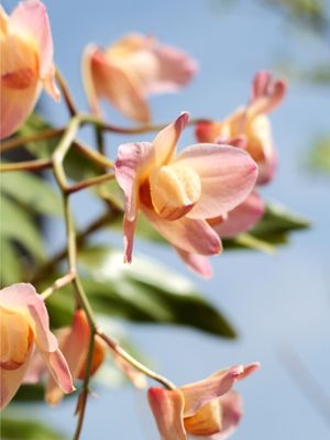 ORQUÍDEAS E CÉUS AZUL
