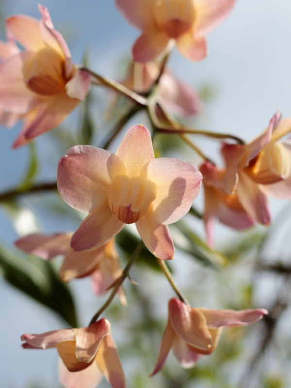 ORQUÍDEAS NO JARDIM