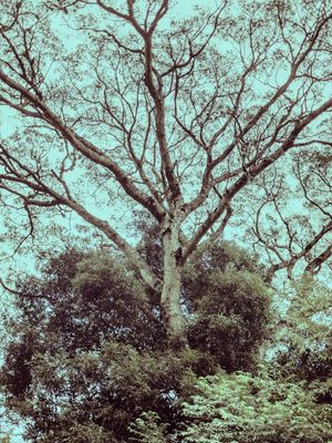 PINK TREE