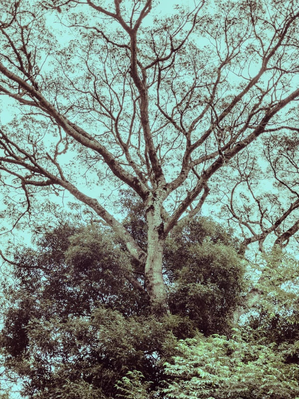 PINK TREE