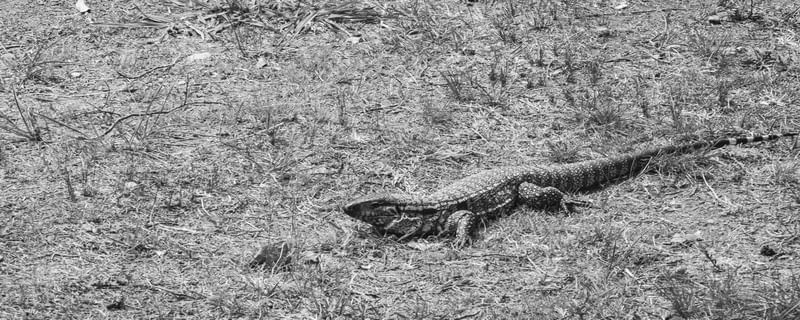 LAGARTO