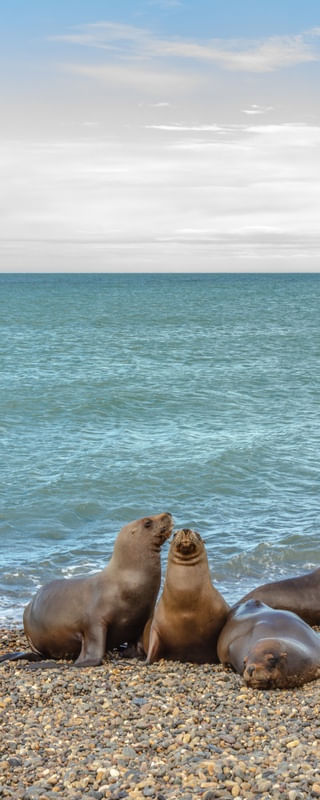 OS LOBOS MARINHOS