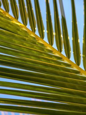 FOLIAGE OF BRAZIL