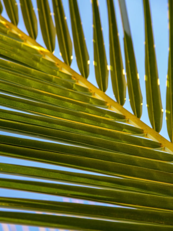 FOLIAGE OF BRAZIL