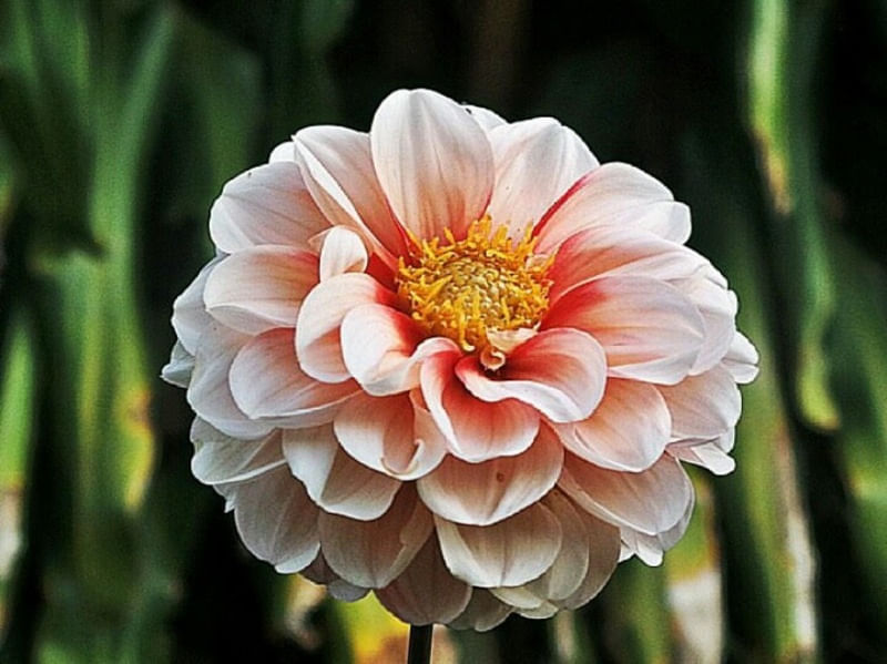 FLOR DE FONCHETTI