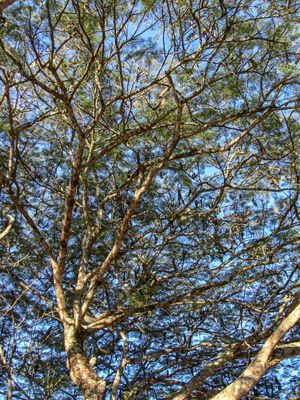 TREE BRANCHES I