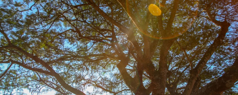 TREE BRANCHES V