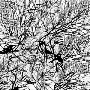 RIZOMÁTICO ABSTRATO