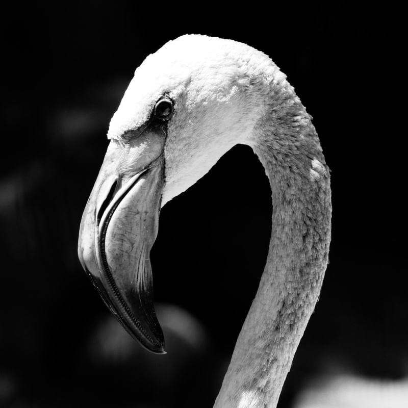 UM FLAMINGO EM PRETO E BRANCO
