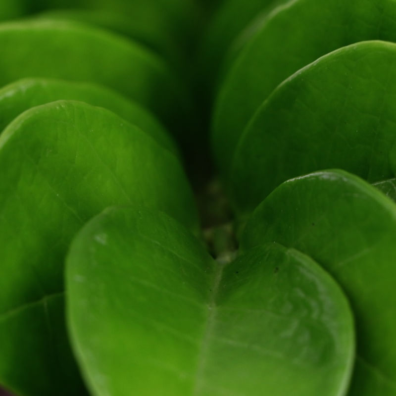 PLANTA DE FOLHAS CURVAS