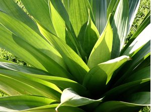 VERDE E SOL