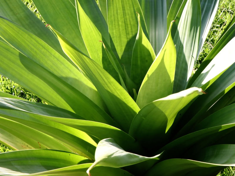 VERDE E SOL
