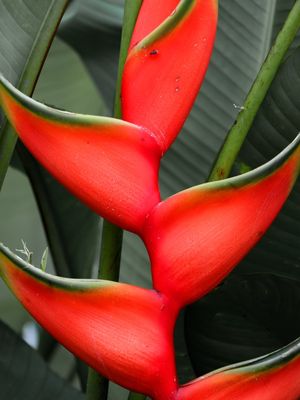 VERMELHO E VERDE