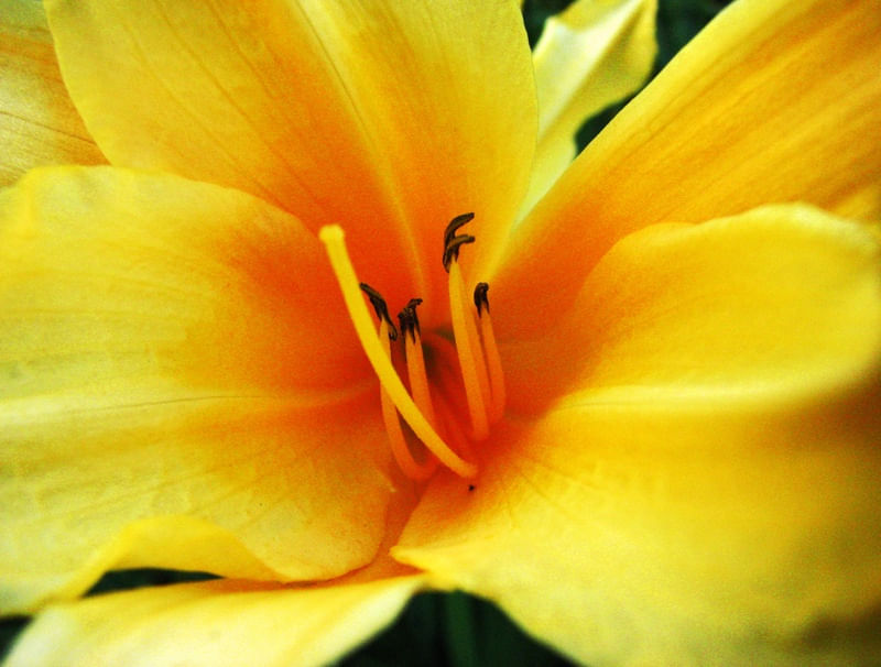 LÍRIO AMARELO