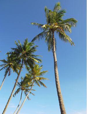 PONTA VERDE II, SEM TÍTULO