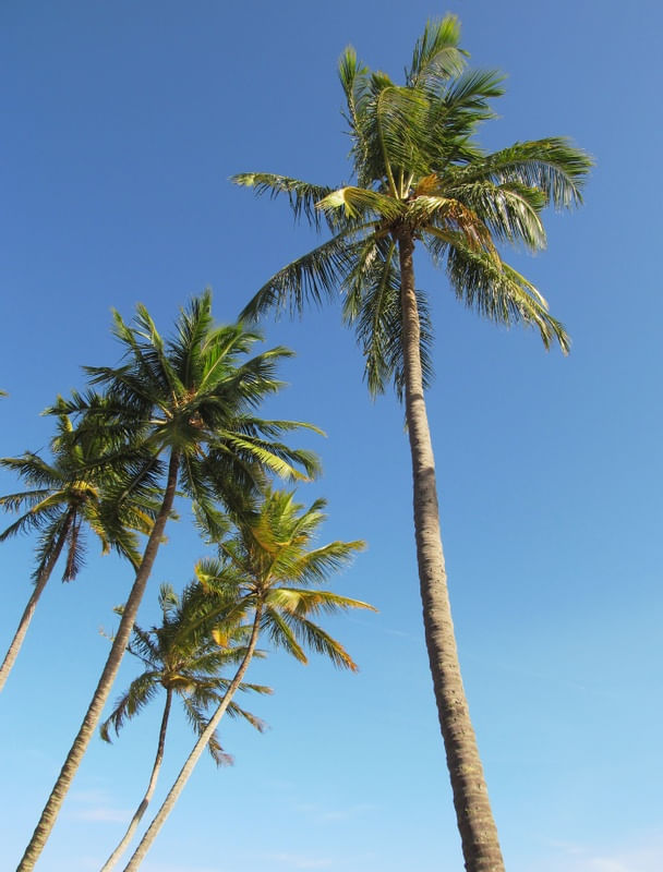 PONTA VERDE II, SEM TÍTULO