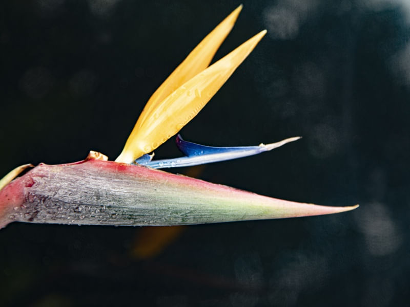 MISTERY FLOWER