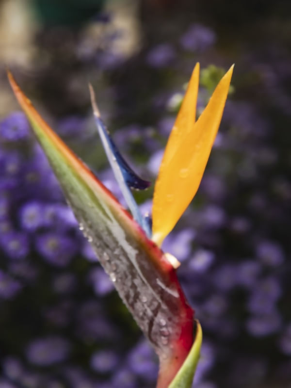 SERIE BROMÉLIA