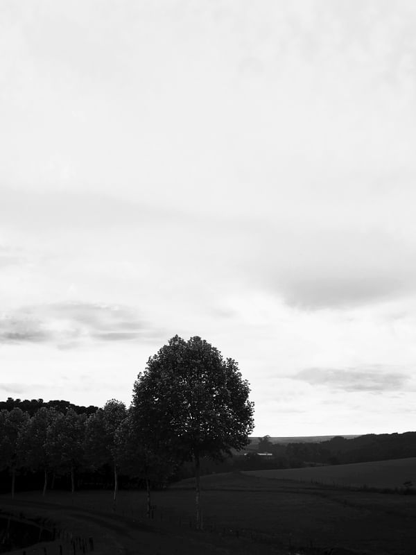 BLACKTREE