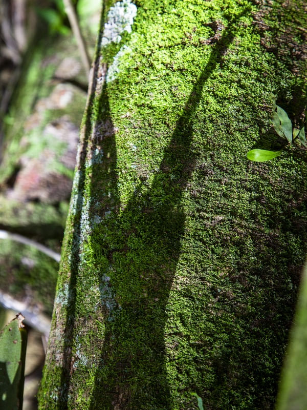 TRONCO COM TEXTURA E SOMBRA