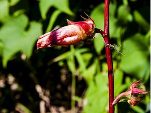 FLOR DE QUIABO COR