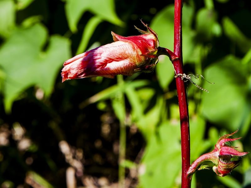 FLOR DE QUIABO COR