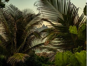 FLORESTA TROPICAL CARIOCA