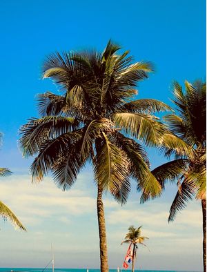 COQUEIROS EN LA PLAYA