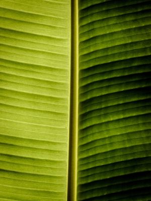 FOLHAGEM DE BANANA