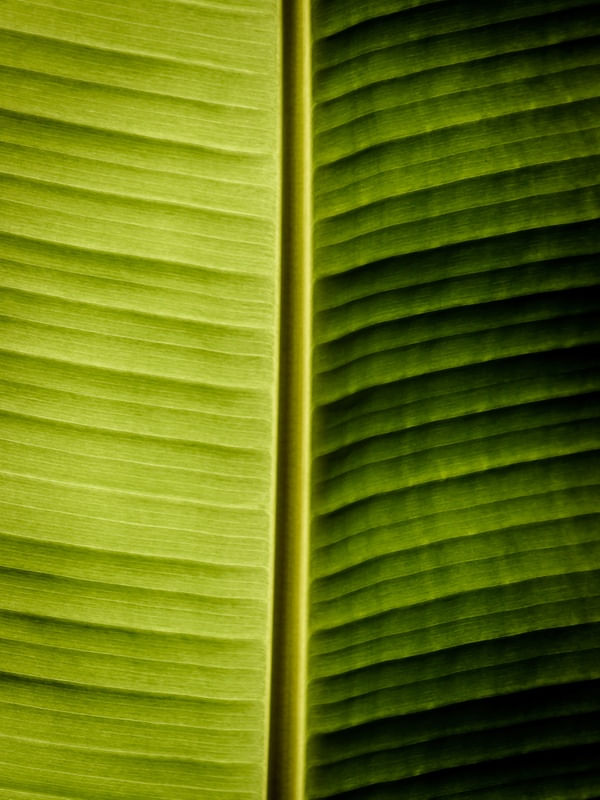 FOLHAGEM DE BANANA