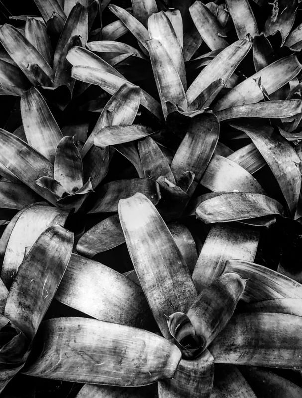 BROMELIAS