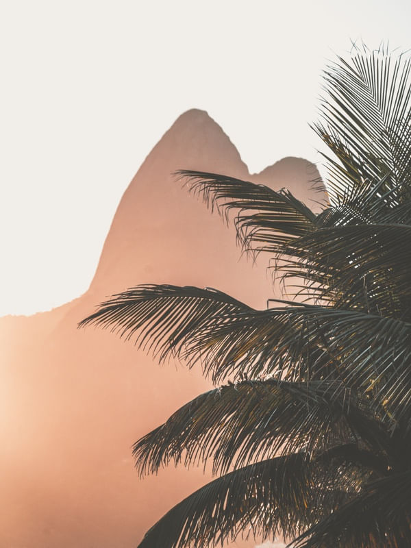 DOIS IRMÃOS UM COQUEIRO