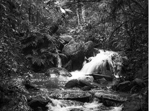 INTO FOREST