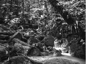 WATER FOREST PATH