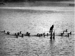 BIGUÁS NO LAGO