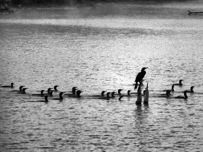 BIGUÁS NO LAGO