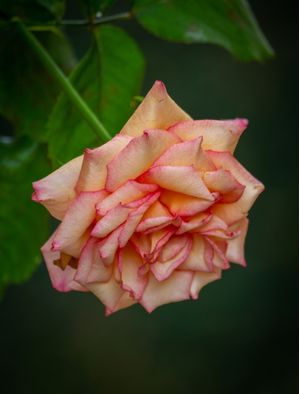 BELA ROSA