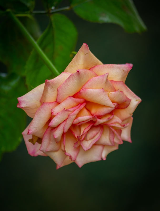 BELA ROSA
