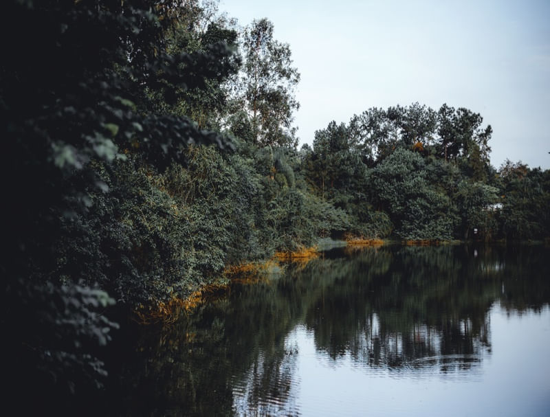FOREST ART 02