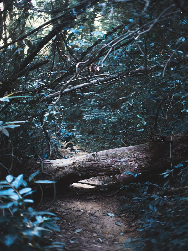 FOREST ART BLUE