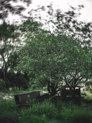 ART FOREST