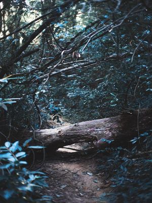 FLORESTA AZUL
