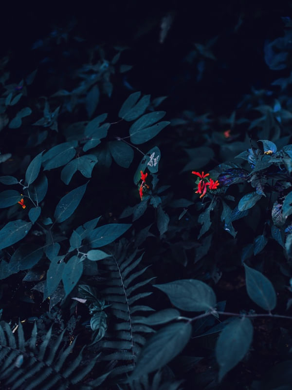 PLANT BLUE ART