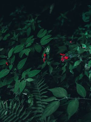 PLANT GREEN ART