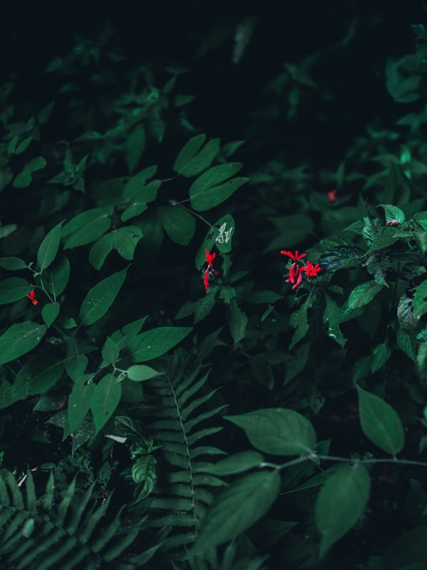 PLANT GREEN ART