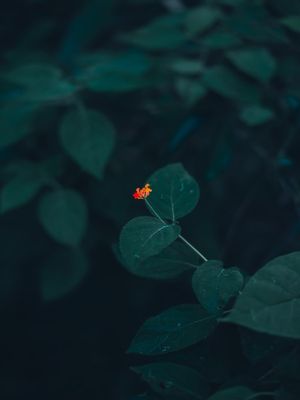 GREEN PLANT